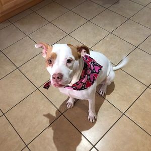 Meet your Posher, Elisa